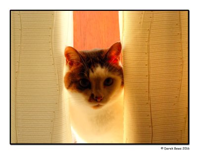 Backlit Cat