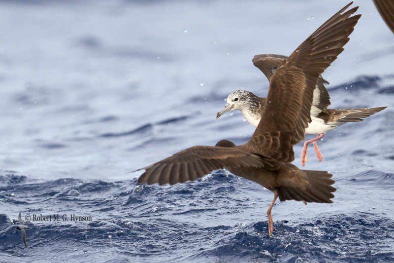 Streaked Shearwater