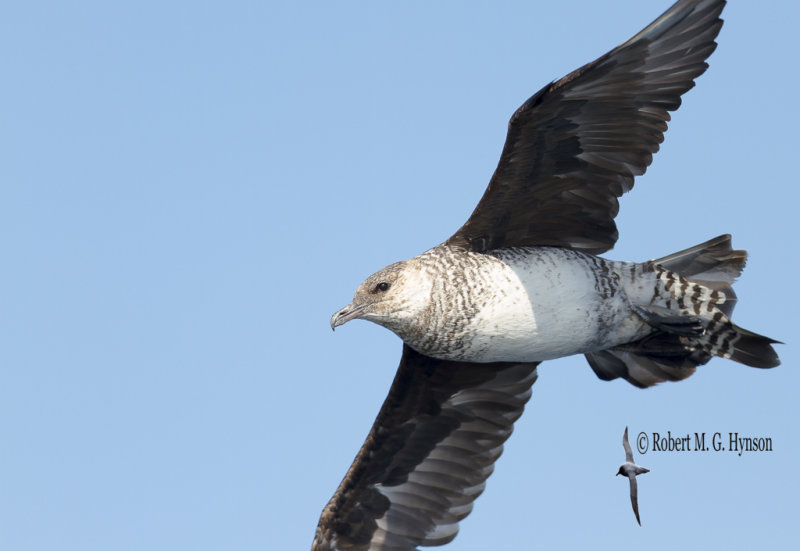 Pomarine Jaeger