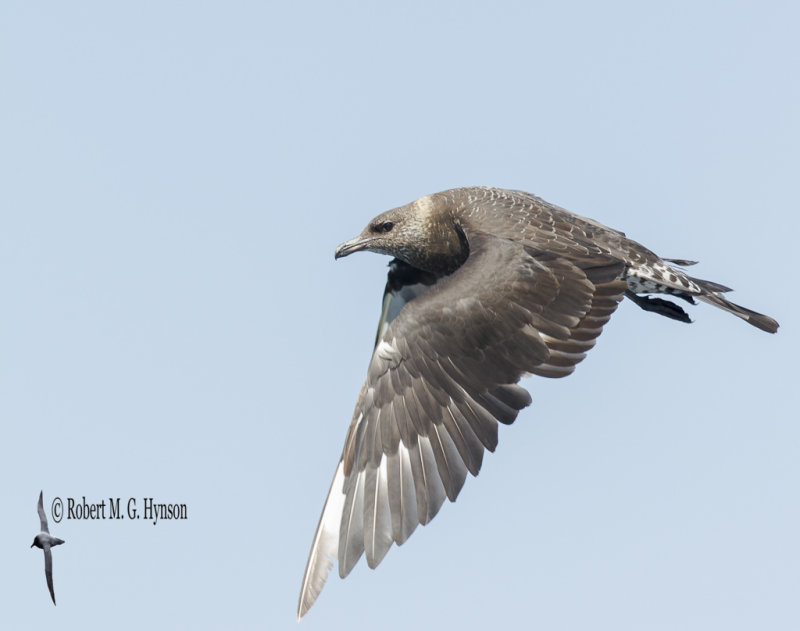 Pomarine Jaeger