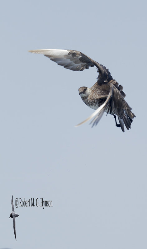 Pomarine Jaeger