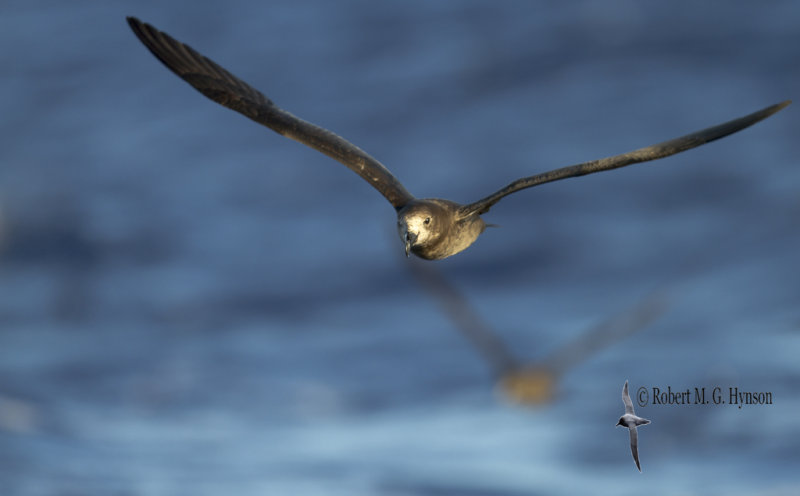 Grey-faced Petrel