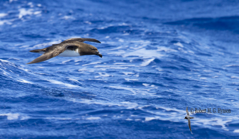 Tahiti Petrel