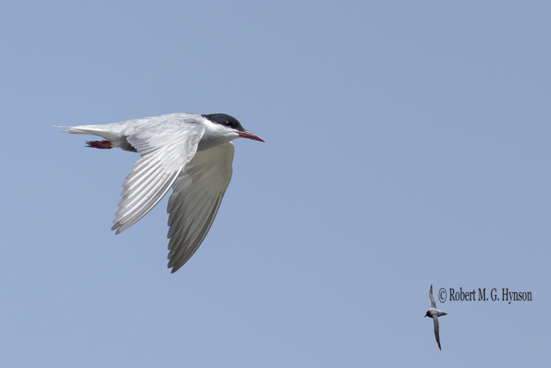 Whiskered Tern