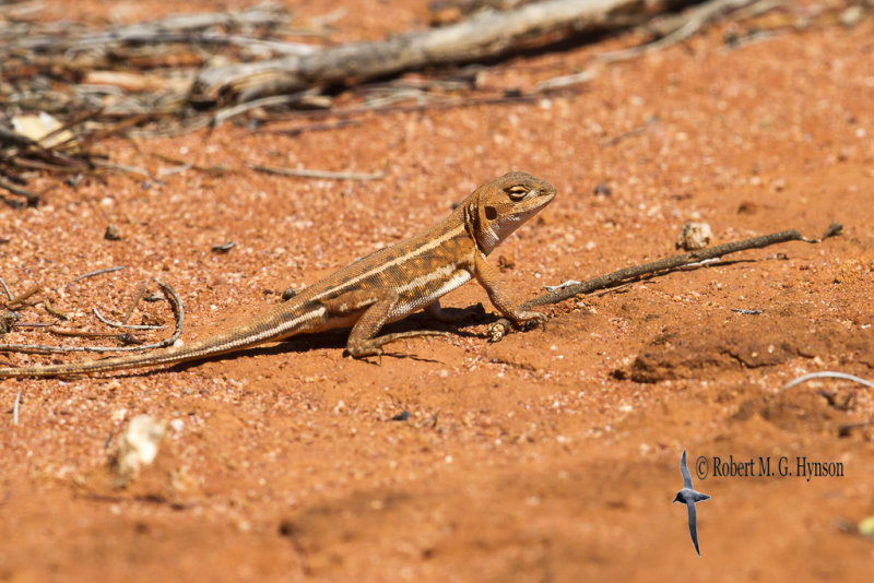 Mallee Dragon