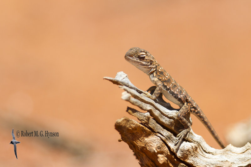 Painted Dragon - Ctenophorus pictus