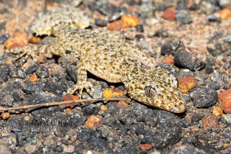 Broad-tailed Gecko