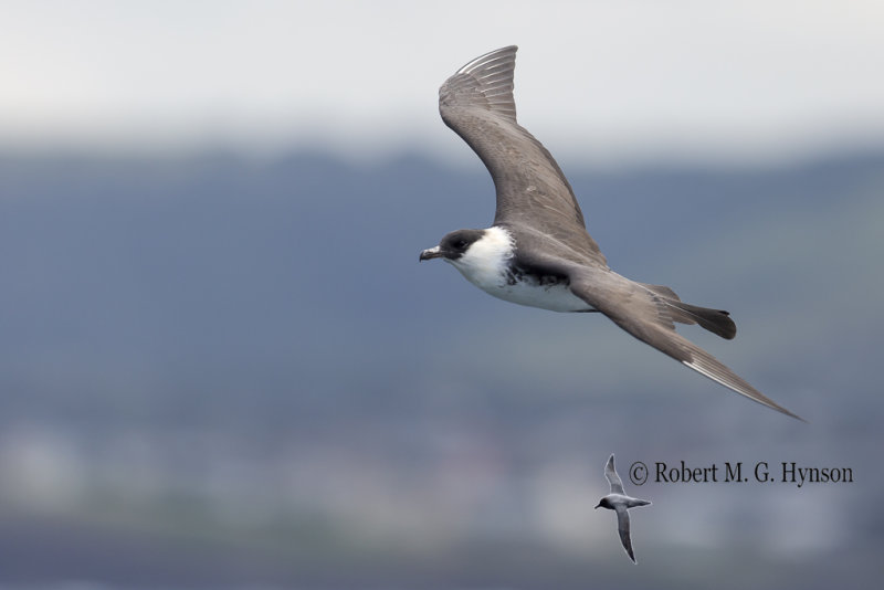 Pomarine Jaeger