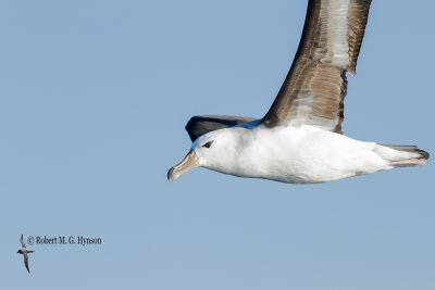 wollongong_pelagic_25_may_2013