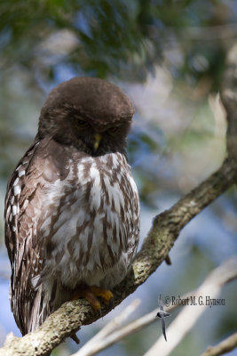 Barking Owl