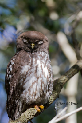 Barking Owl