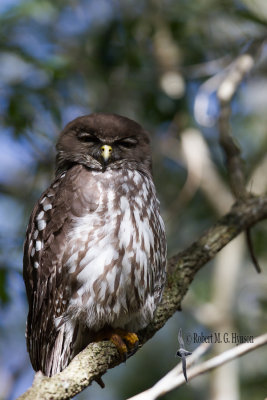 Barking Owl