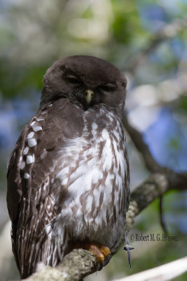 Barking Owl