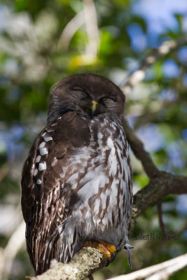 Barking Owl