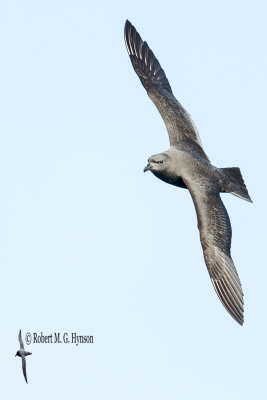 Kermadec Petrel