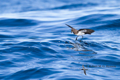 White-bellied Storm-petrel