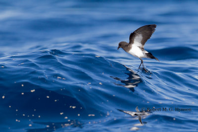 White-bellied Storm-petrel