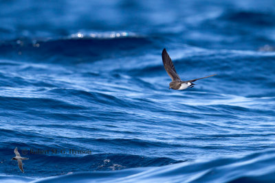 White-bellied Storm-petrel