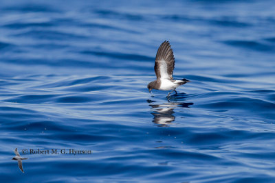 White-bellied Storm-petrel