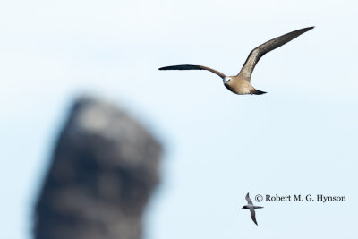 Common Noddy