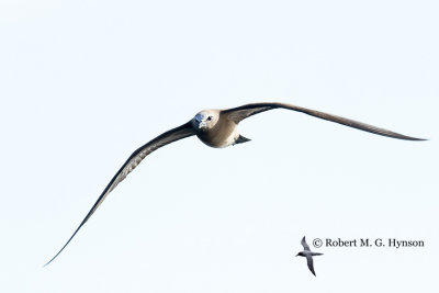 Common Noddy