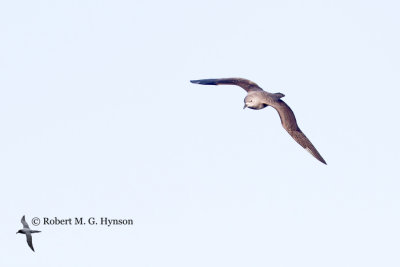 Kermadec Petrel