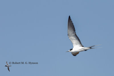 Sooty Tern