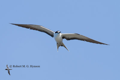 Sooty Tern