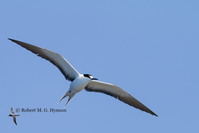 Sooty Tern