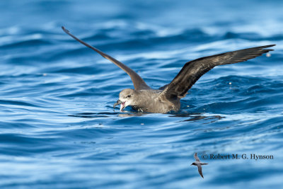 Grey-faced Petrel