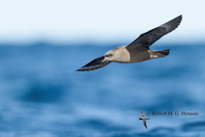 Kermadec Petrel