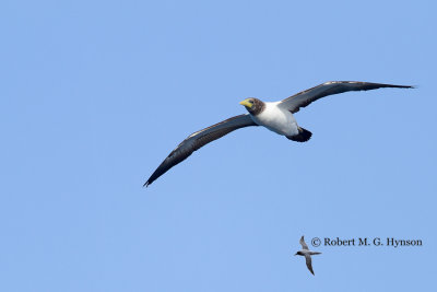 Masked Booby