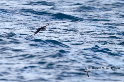 Little Shearwater