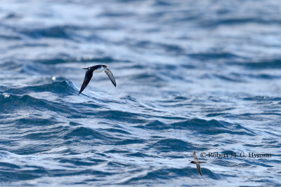 Little Shearwater