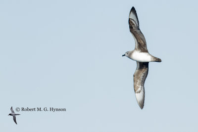 Kermadec Petrel