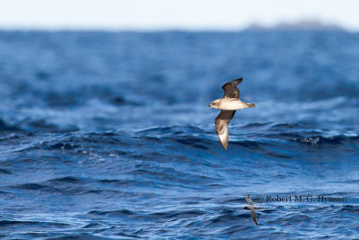 Kermadec Petrel