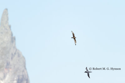 Kermadec Petrel