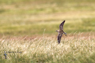 Oriental Plover