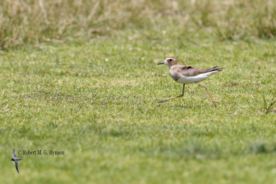 Oriental Plover
