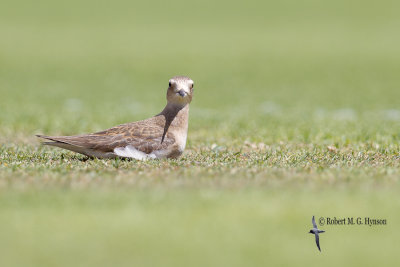 Oriental Plover