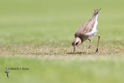 Oriental Plover