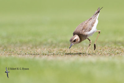 Oriental Plover