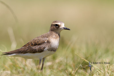 Oriental Plover