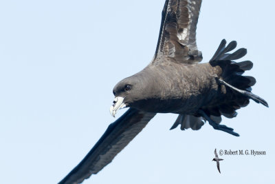 wollongong_pelagic_30_november_2013