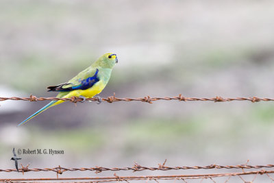 blue-winged_parrot