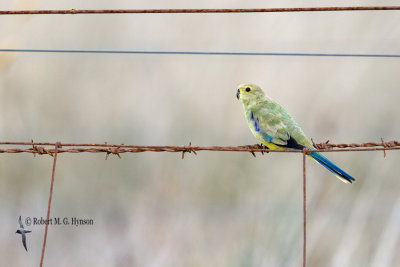 Blue-winged Parrot