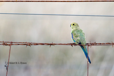 Blue-winged Parrot