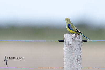 Blue-winged Parrot