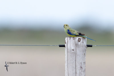 Blue-winged Parrot