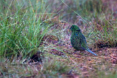 Ground Parrot